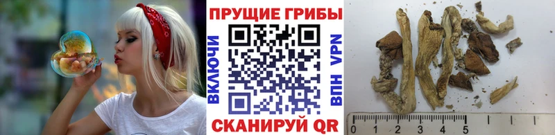 Галлюциногенные грибы MAGIC MUSHROOMS наркотики Новозыбков