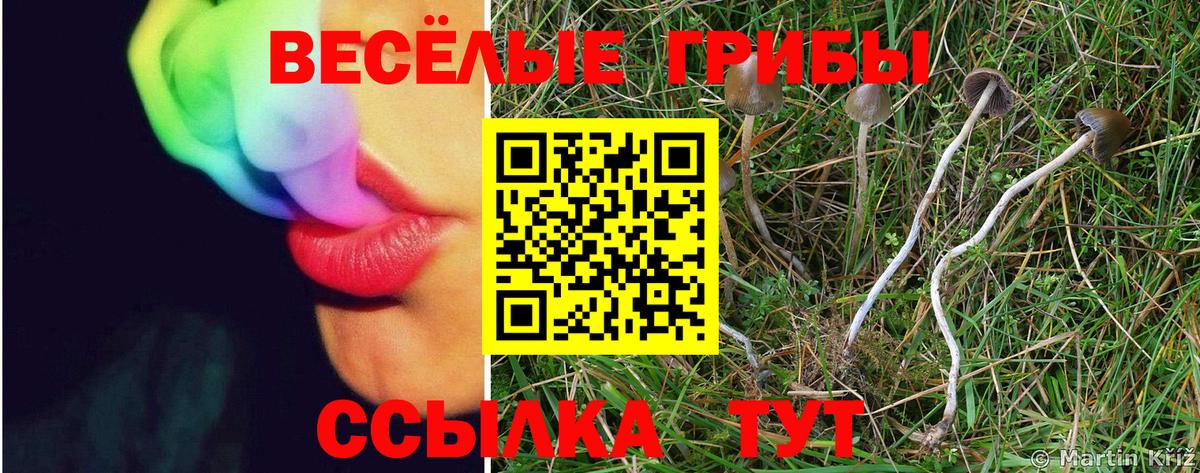 Псилоцибиновые грибы GOLDEN TEACHER  где продают   Новозыбков  Галлюциногенные грибы прущие грибы 